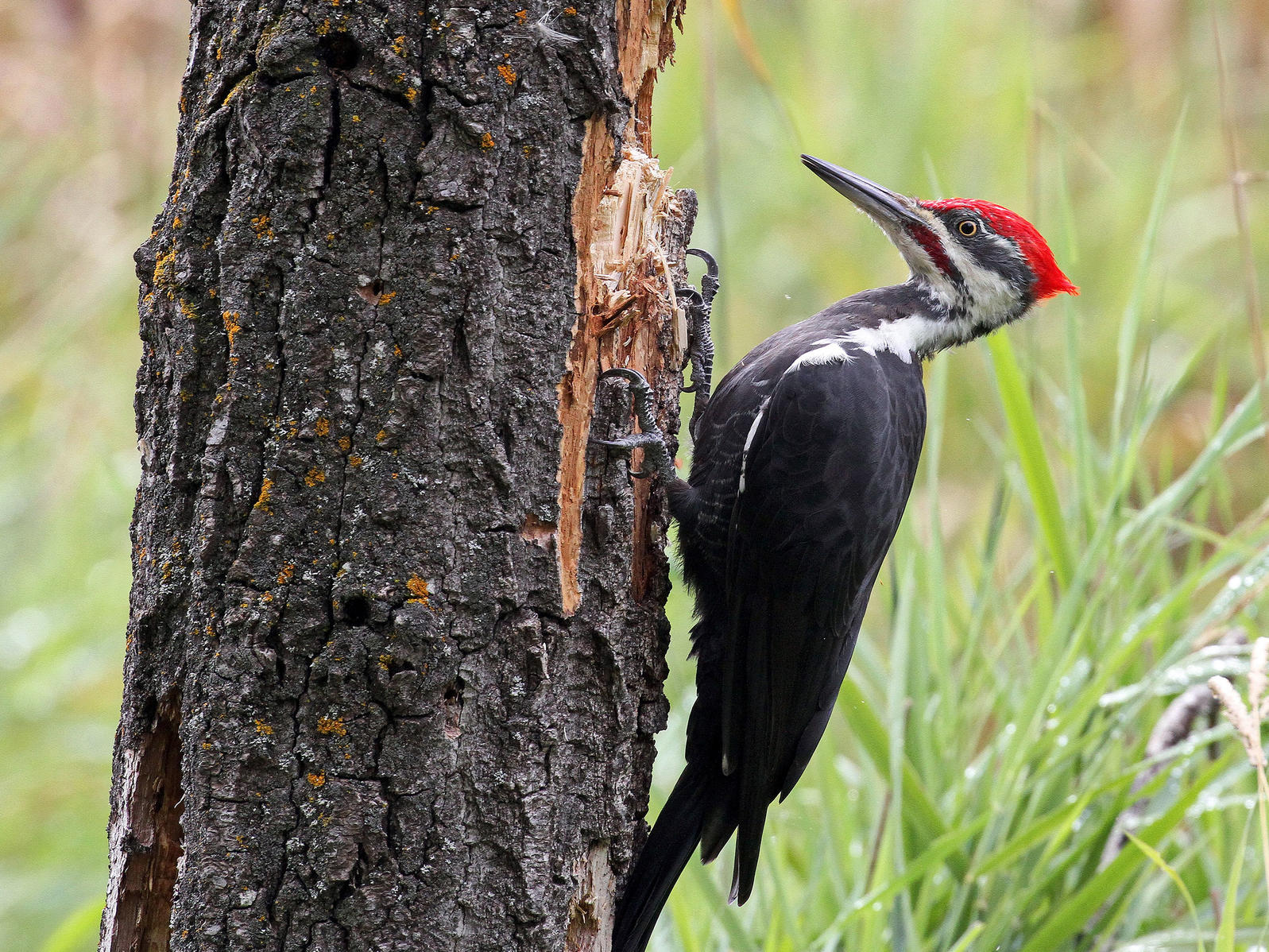 10 Cool Technology & Innovations inspired by Animals: Biomimicry