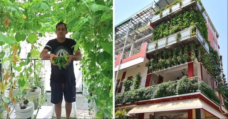 <strong>Indian-Man converts his 3-Storey Home into Hydroponic Farm, Earns Rs.70 Lakh / Year</strong>