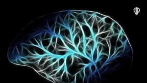 Stanford Researchers Discover the Brain Is Composed of Two Distinct Organs